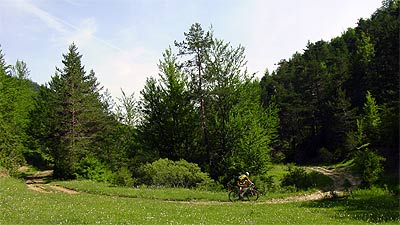 Camino entre el bosque