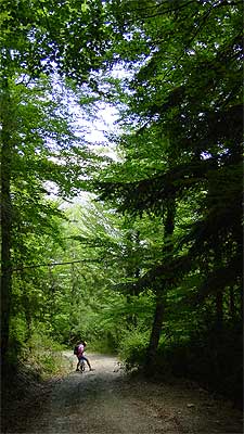 Bosque en la bajada