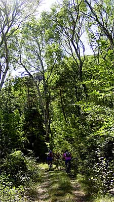 Ascendiendo por el bosque