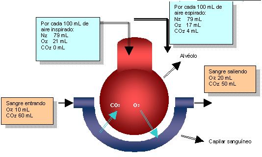 intercambio gaseoso